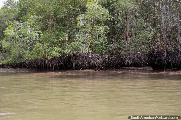 Mangroves, small shrub or tree growing in water, San Lorenzo. (720x480px). Ecuador, South America.