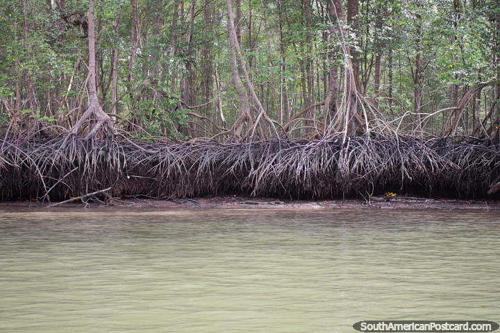 Los manglares son árboles tolerantes a la sal, excursión en bote a San Lorenzo. (720x480px). Ecuador, Sudamerica.