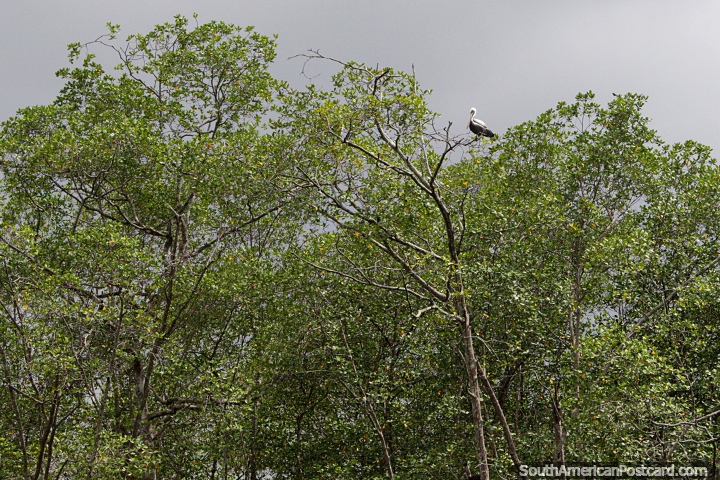 Pelican high in trees, spotting wildlife off the coast of San Lorenzo. (720x480px). Ecuador, South America.