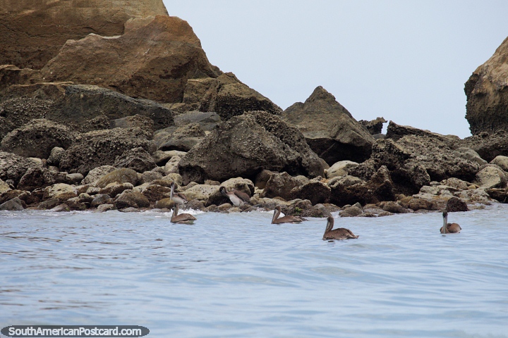 Muitos pelicanos ao longo da costa em volta de praias de Sua e Atacames. (720x480px). Equador, América do Sul.