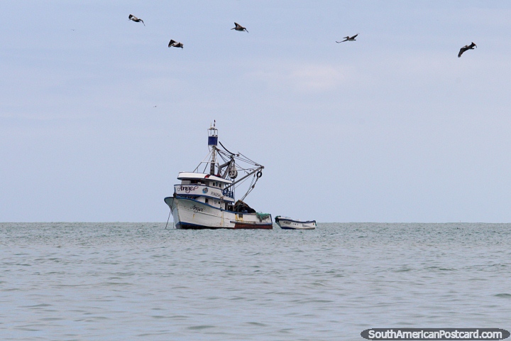 5 pelícanos sobrevuelan el barco pesquero llamado Angel frente a la costa de Atacames. (720x480px). Ecuador, Sudamerica.