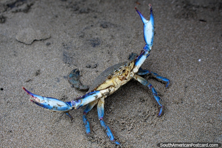 El cangrejo azul en la arena agita sus brazos en la playa en Mompiche. (720x480px). Ecuador, Sudamerica.