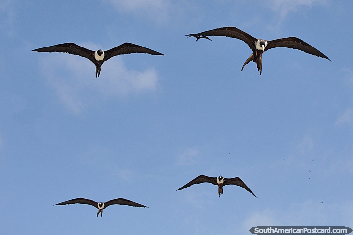 4 black and white birds similar to magpies fly in unison at El Matal beach. (720x480px). Ecuador, South America.