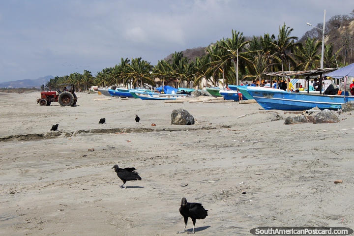 Aldeia de pesca com praia bonita, palmeiras e abutres em El Matal. (720x480px). Equador, América do Sul.