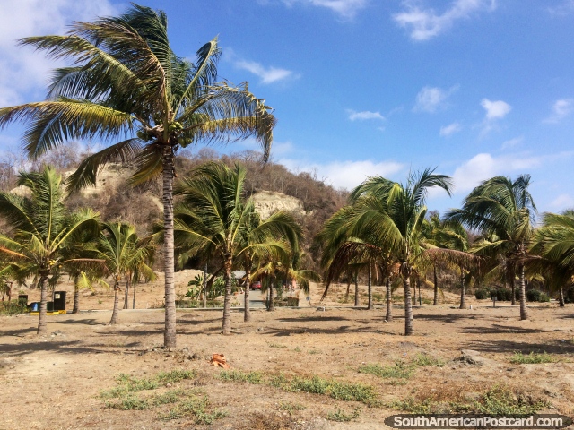 Palmeiras atrs das linhas de palmeiras em praia de El Matal, bela. (640x480px). Equador, Amrica do Sul.