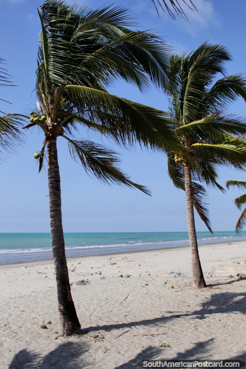 Praia de El Matal com ninguém lá, areias brancas e águas azul-esverdeadas, perto de Jama. (480x720px). Equador, América do Sul.