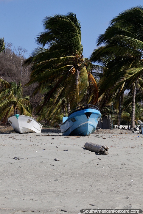 Barcos que se sentam abaixo de palmeiras, a comunidade de pesca em praia de El Matal. (480x720px). Equador, América do Sul.