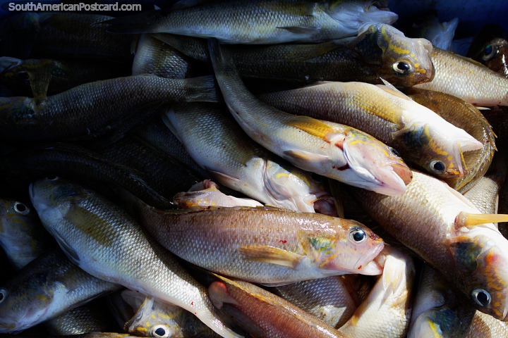 O peixe fresco faz-se entrar pela comunidade na praia em El Matal. (720x480px). Equador, América do Sul.