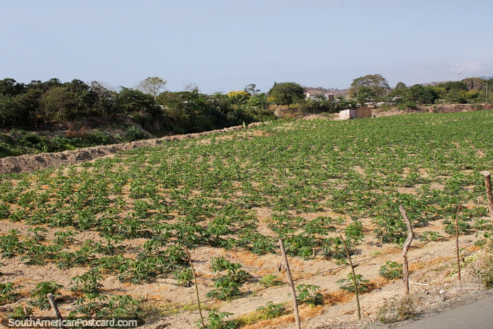 Colheitas que crescem em terra de cultivo entre praia de El Matal e Jama. (720x480px). Equador, América do Sul.