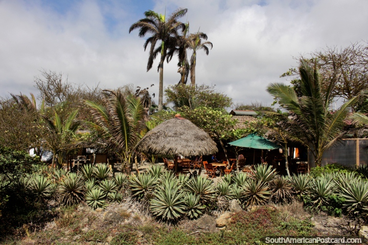 Alojamiento junto a la playa de Canoa con palmeras y bonitos jardines. (720x480px). Ecuador, Sudamerica.