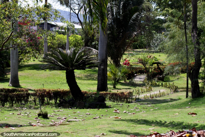 Caminho por um jardim de altas árvores, fetos, grama e flores nos jardins botânicos em Portoviejo. (720x480px). Equador, América do Sul.