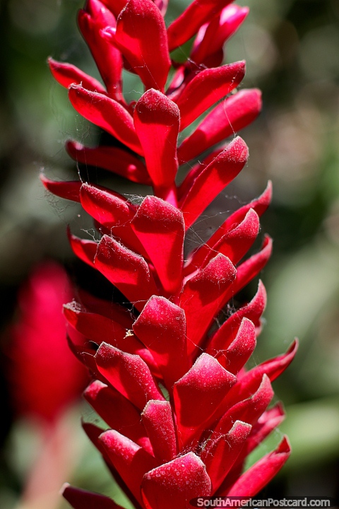 Una escalera de pétalos rojos, flora en los jardines botánicos de Portoviejo. (480x720px). Ecuador, Sudamerica.