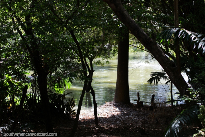 Ve a través de los árboles hasta el gran estanque en los jardines botánicos, Portoviejo. (720x480px). Ecuador, Sudamerica.