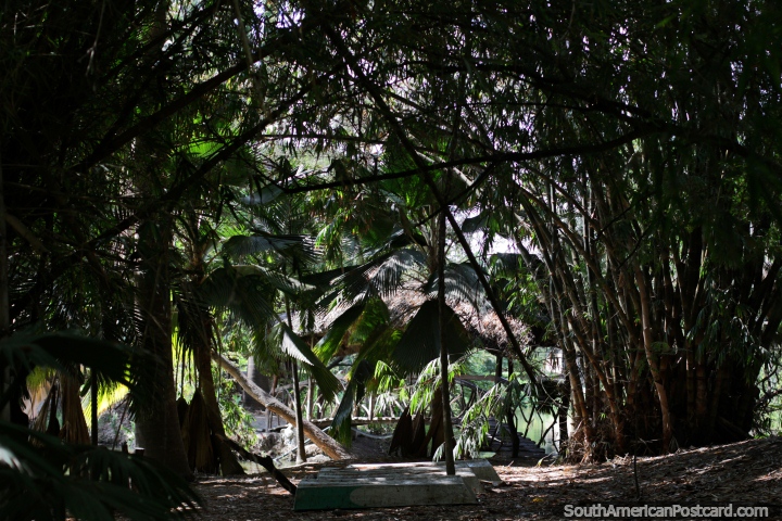 Gran árbol de bambú junto al puente que cruza el estanque en los jardines botánicos, Portoviejo. (720x480px). Ecuador, Sudamerica.