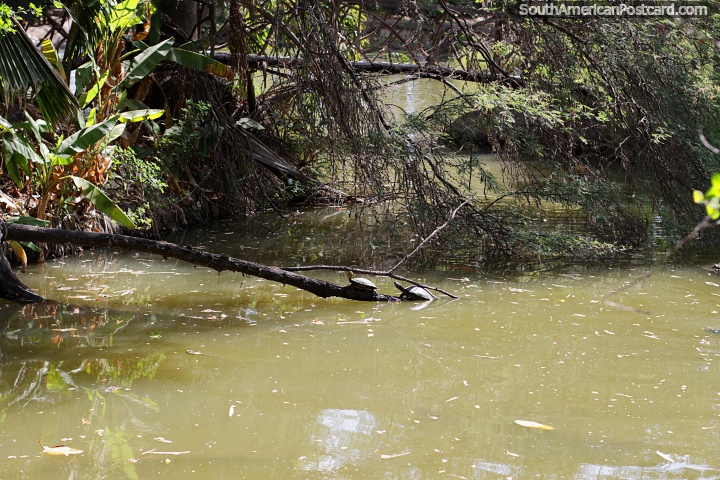 Par de pequeñas tortugas en una rama de madera en el estanque de los jardines botánicos, Portoviejo. (720x480px). Ecuador, Sudamerica.
