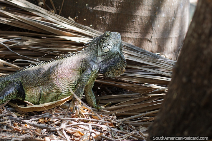Espies de iguana algo uma rvore,  ele um amigo, jardins botnicos, Portoviejo. (720x480px). Equador, Amrica do Sul.