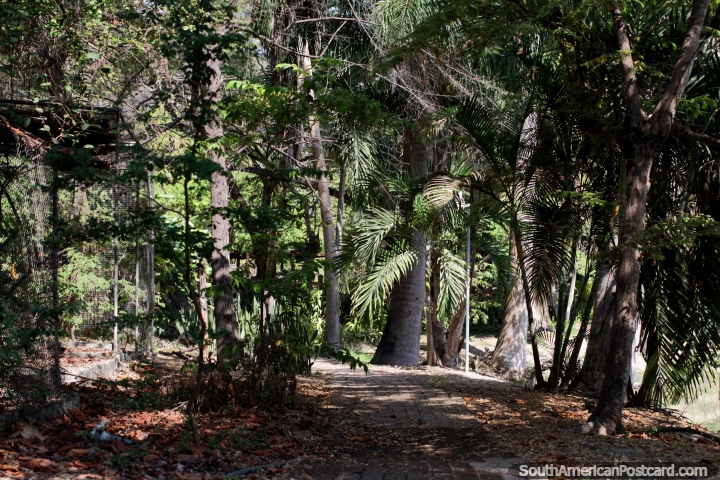 Camino a través de un área de árboles gruesos, paz y tranquilidad, jardines botánicos, Portoviejo. (720x480px). Ecuador, Sudamerica.