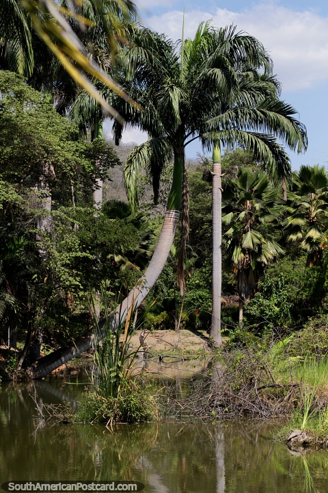 Belas altas palmeiras com pálios fechados nos jardins botânicos, Portoviejo. (480x720px). Equador, América do Sul.