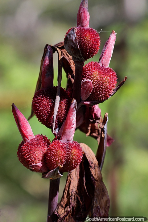 Vagens de flor vermelhas espinhosas e esponjosas, como morangos, jardins botnicos, Portoviejo. (480x720px). Equador, Amrica do Sul.