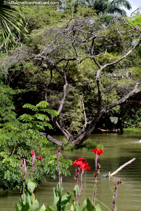 Árbol que crece en medio del estanque y otra flora, jardines botánicos, Portoviejo. (480x720px). Ecuador, Sudamerica.