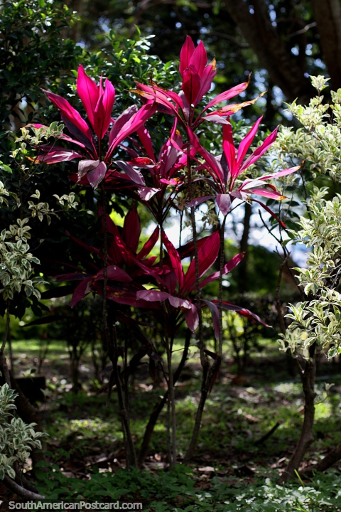 A fábrica com fetos rosa e vermelhos brilha em luz solar, jardins botânicos, Portoviejo. (480x720px). Equador, América do Sul.
