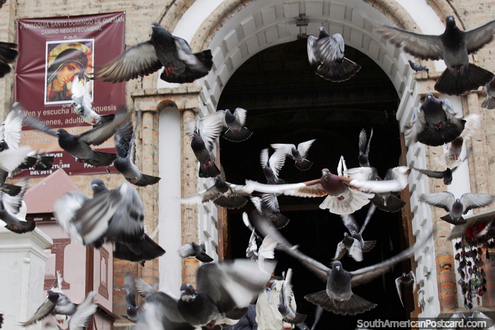 Las palomas se dispersan fuera de la iglesia de Santo Domingo en Loja, me sorprendieron. (720x480px). Ecuador, Sudamerica.