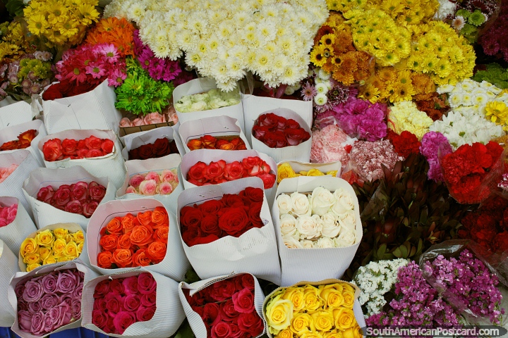 Fresh flowers from the hills and valleys around Loja at Gran Colombia Market. (720x480px). Ecuador, South America.