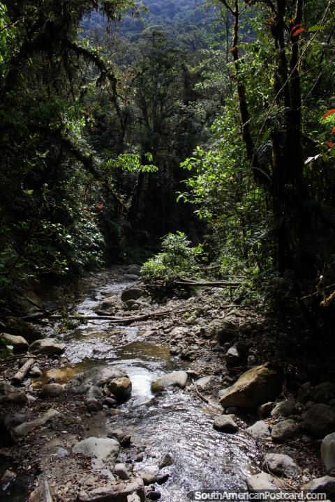 Rio de Rocky em parque nacional Podocarpus na Zamora. (480x720px). Equador, América do Sul.