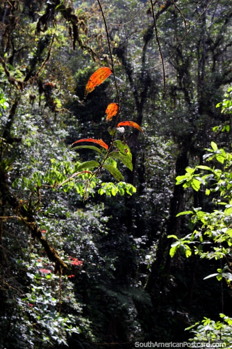 As folhas mortas viraram o brilho cor-de-laranja ao sol no parque nacional Podocarpus na Zamora. (480x720px). Equador, América do Sul.