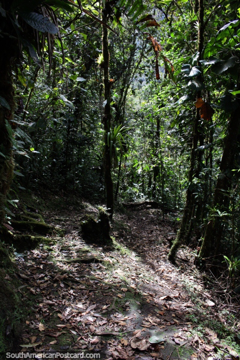 O Rasto de Urraquita Verde é 615 metros, parque nacional Podocarpus, Zamora. (480x720px). Equador, América do Sul.