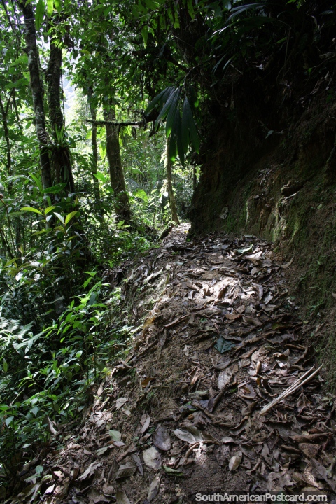 Caminando por los senderos del bosque en el Parque Nacional Podocarpus en Zamora. (480x720px). Ecuador, Sudamerica.