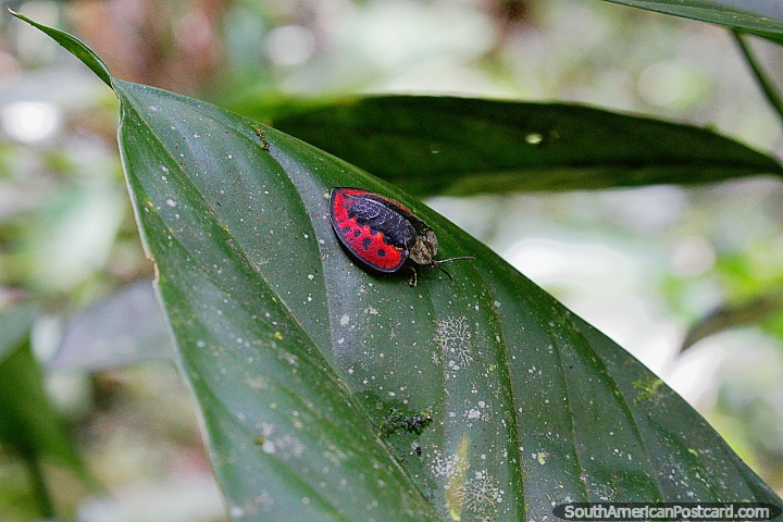 Inseto com umas costas vermelhas e pretas em forma de um escudo, parque nacional Podocarpus, a Zamora. (720x480px). Equador, América do Sul.