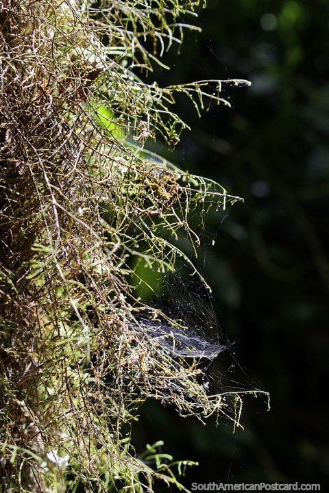 El Parque Nacional Podocarpus en Zamora es ms arbustivo que flora, pero tiene mucho para disfrutar. (480x720px). Ecuador, Sudamerica.