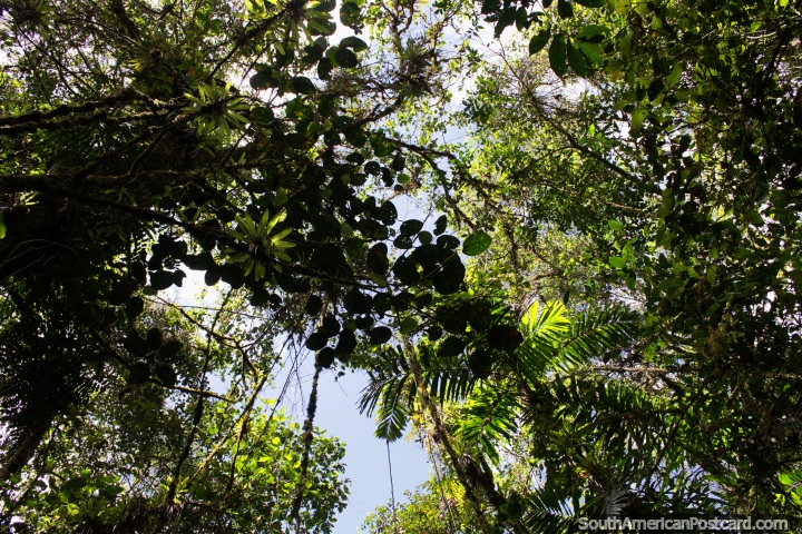 Beautiful green forest canopy overhead, spectacular wonder at Podocarpus National Park, Zamora. (720x480px). Ecuador, South America.