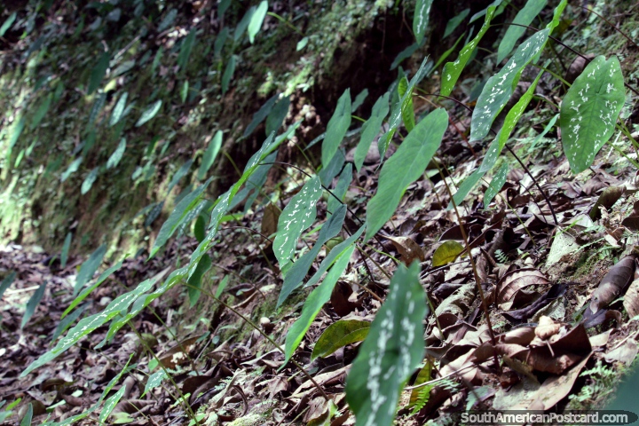 Grandes pétalos sobresalen del suelo del bosque en el Parque Nacional Podocarpus, Zamora. (720x480px). Ecuador, Sudamerica.