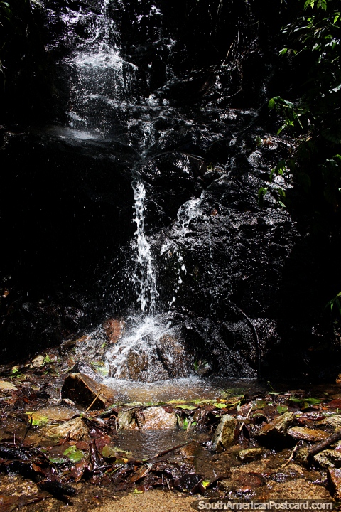 A pequena cachoeira flui abaixo uma cara de rocha preta no parque nacional Podocarpus, Zamora. (480x720px). Equador, América do Sul.