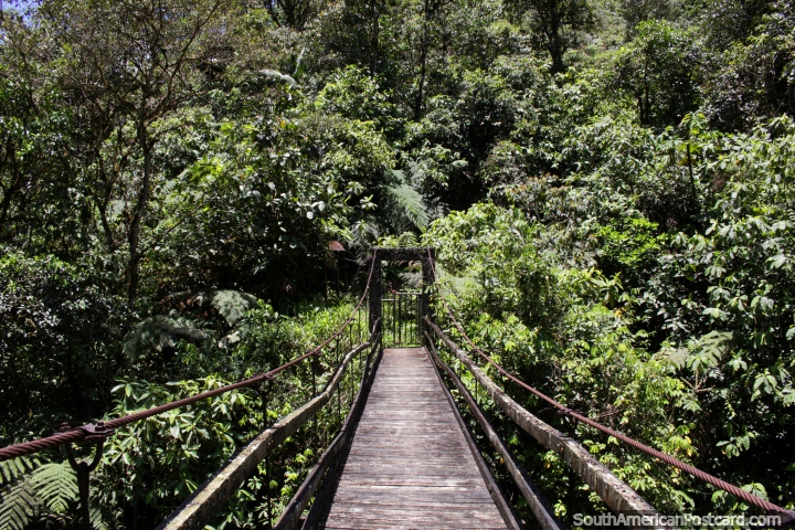 El Campesino (camponês) Ponte, a velha ponte de balança de madeira em parque nacional Podocarpus, Zamora. (720x480px). Equador, América do Sul.
