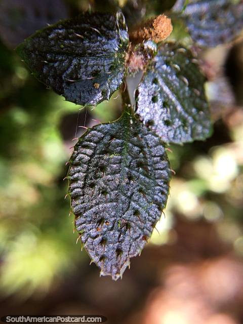 Ptalas de folha muito pequenas com pregos muito pequenos, foto macro de parque nacional Podocarpus, Zamora. (480x640px). Equador, Amrica do Sul.