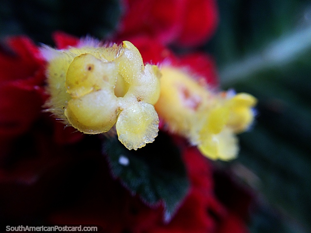 Pequeas flores amarillas, detalles en la naturaleza, foto macro del Parque Nacional Podocarpus, Zamora. (640x480px). Ecuador, Sudamerica.