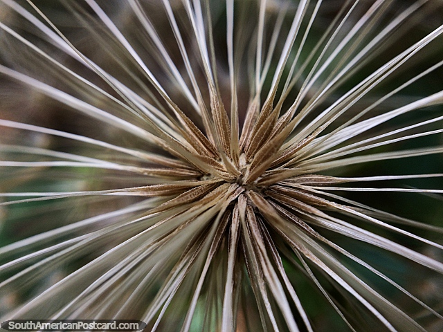 Flora da forma de estrela assombrosa com belo detalhe, parque nacional Podocarpus, a Zamora. (640x480px). Equador, Amrica do Sul.