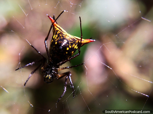 Aranha com corpo da forma de tringulo amarelo e preto em parque nacional Podocarpus na Zamora. (640x480px). Equador, Amrica do Sul.