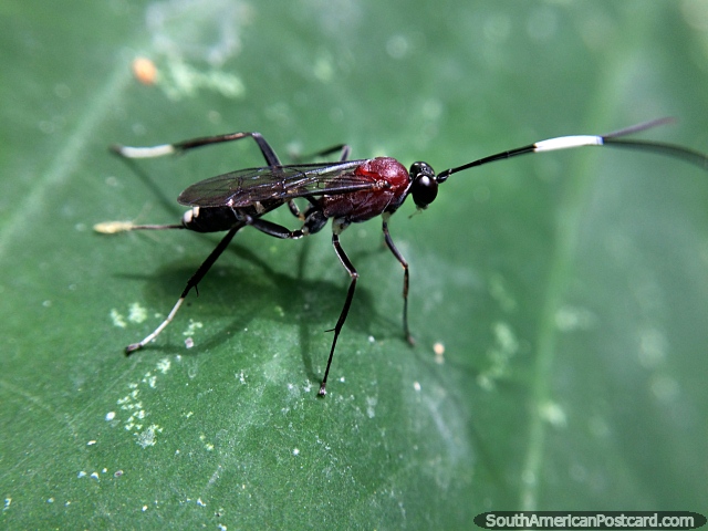Pouca mosca vermelha, a procura de insetos em parque nacional Podocarpus na Zamora. (640x480px). Equador, Amrica do Sul.