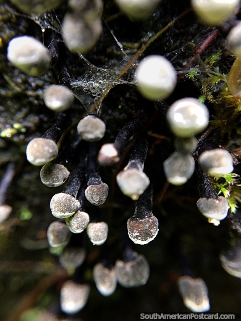 Tiny crystal formations, details in the forest at Podocarpus National Park in Zamora. (480x640px). Ecuador, South America.