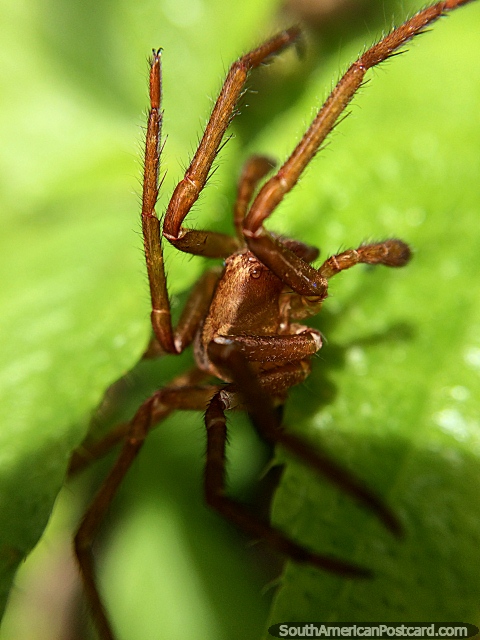 Bela aranha marrom com um olho de ciclope em parque nacional Podocarpus na Zamora. (480x640px). Equador, Amrica do Sul.
