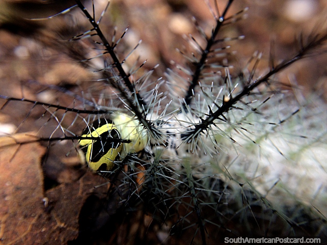 Increble oruga con espigas peligrosas, cuerpo blanco, cabeza amarilla, Parque Nacional Podocarpus, Zamora. (640x480px). Ecuador, Sudamerica.