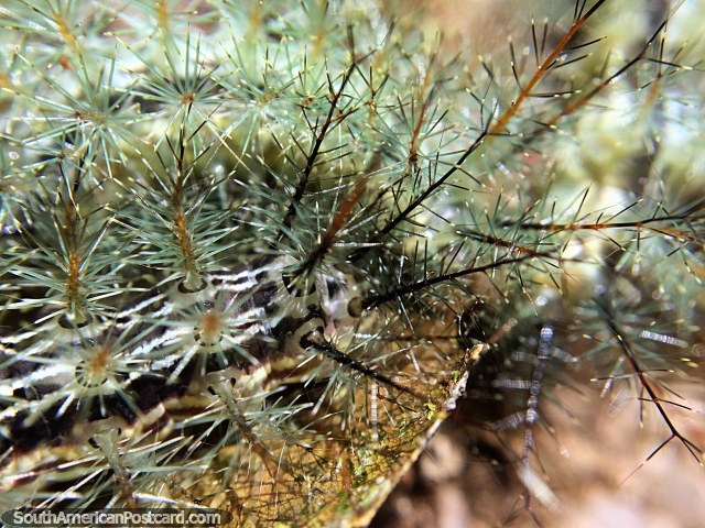 Scary looking spikes growing from the body of a caterpillar at Podocarpus National Park in Zamora. (640x480px). Ecuador, South America.
