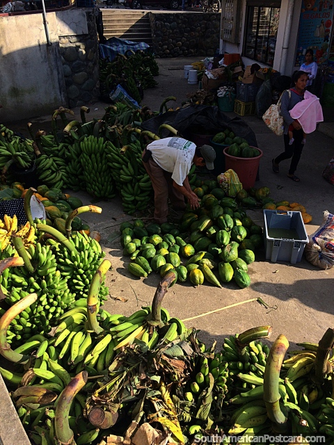 8h00 em Gualaquiza no domingo, dia de mercado, amadurecendo bananas e mamoeiro chegam. (480x640px). Equador, América do Sul.