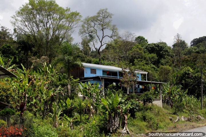 Pequena plantação de banana junto de uma casa de madeira azul em uma propriedade verde em Tucumbatza, ao norte de Gualaquiza. (720x480px). Equador, América do Sul.