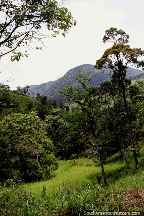 Campo Ecuatoriano alrededor de Tucumbatza, muy verde, al norte de Gualaquiza. (480x720px). Ecuador, Sudamerica.