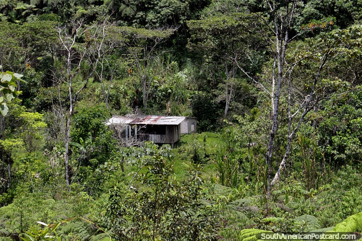 Cabaña de madera escondida en un espeso arbusto entre San Juan Bosco y Limón. (720x480px). Ecuador, Sudamerica.